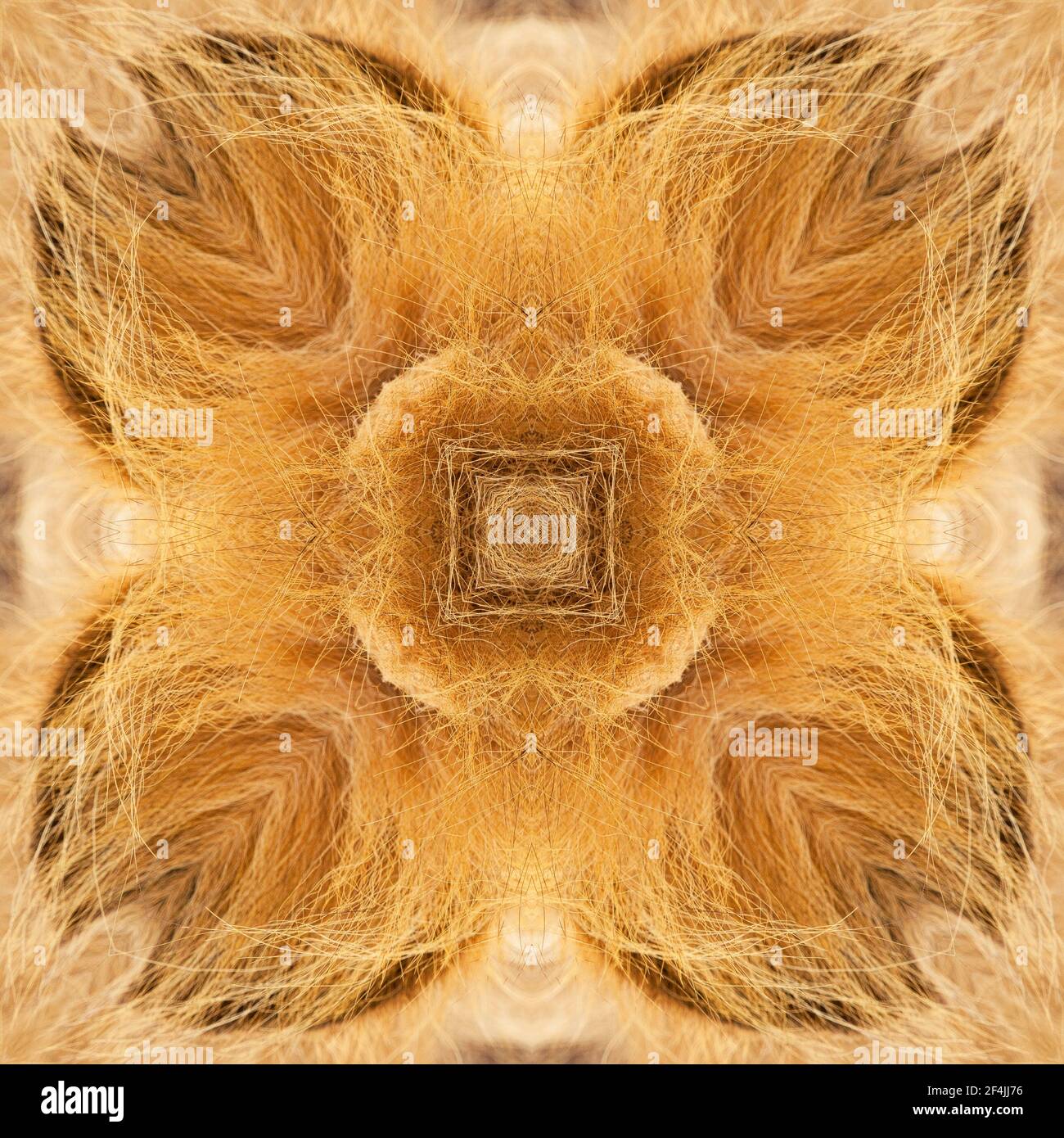 Kaleidoskop des Löwenohres Stockfoto