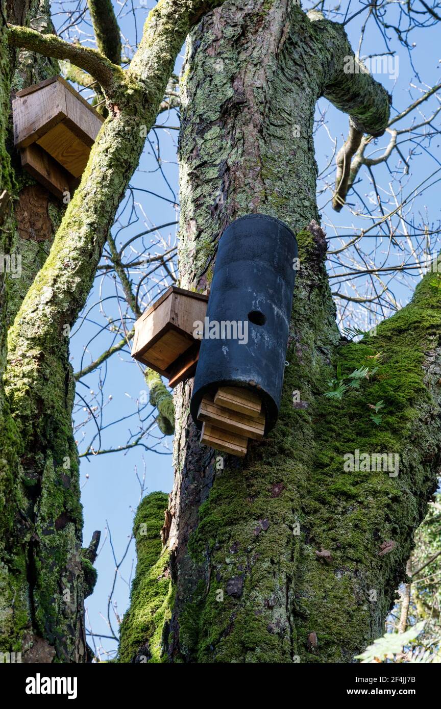 Hölzerne Fledermaus Häuser an einem Baum in Irland befestigt Stockfoto