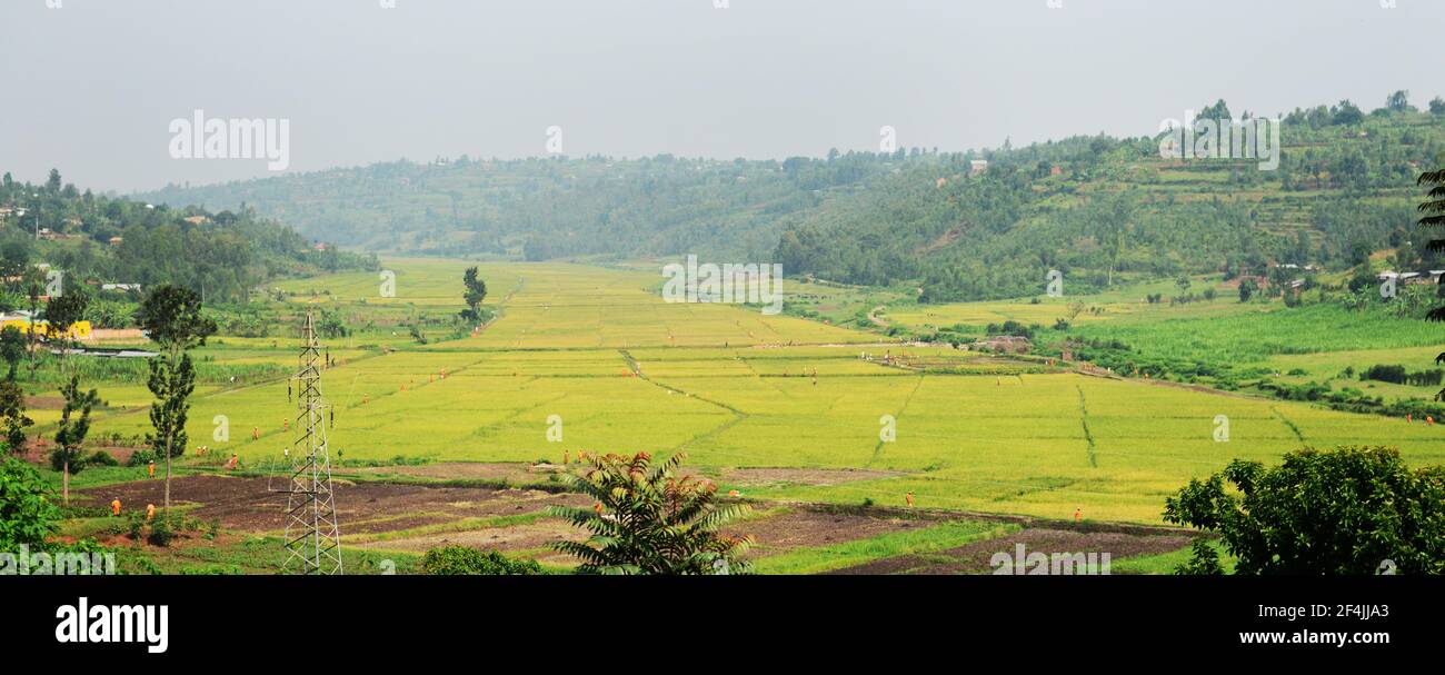 Paddy Fields im Süden Ruandas. Stockfoto