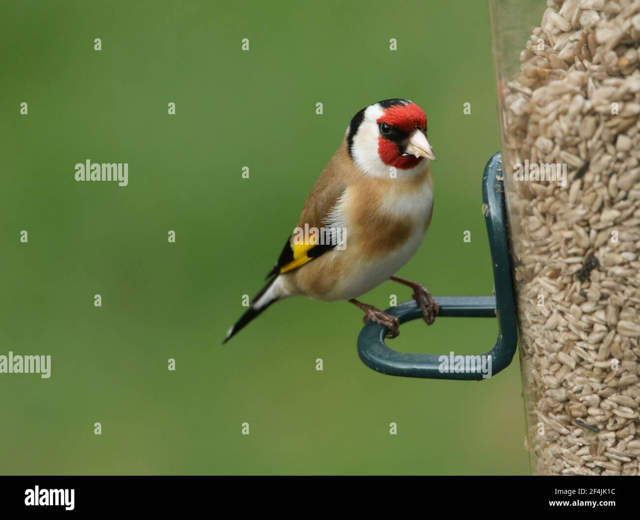 Ein hübscher Goldfink, Carduelis carduelis, der von einem Vogelfutterhäuschen ernährt wird. Stockfoto
