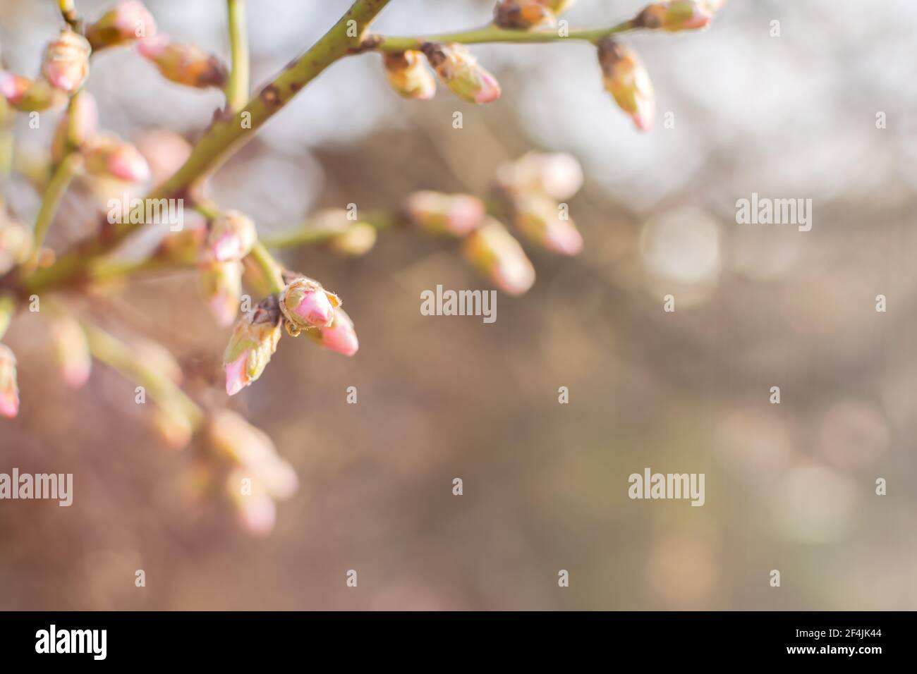 Mandeln blühen im Frühlingsgarten. Schöne pastellrosa Hintergrund. Ein blühender Baumzweig in selektivem Fokus. Verträumte romantische Bild des Frühlings. Geldautomat Stockfoto