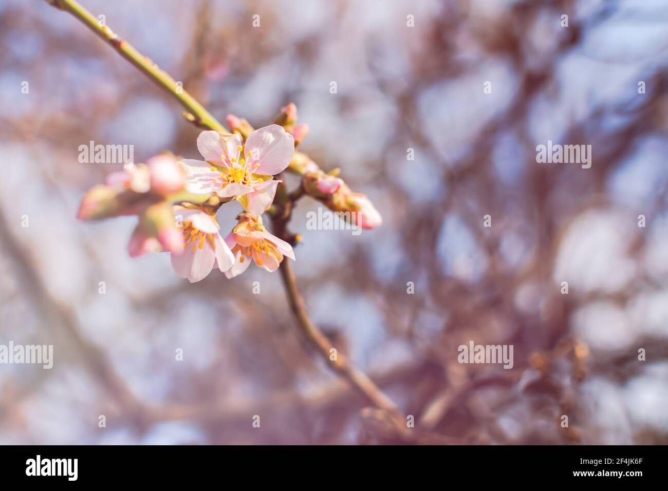 Mandeln blühen im Frühlingsgarten. Schöne pastellrosa Hintergrund. Ein blühender Baumzweig in selektivem Fokus. Verträumte romantische Bild des Frühlings. Geldautomat Stockfoto