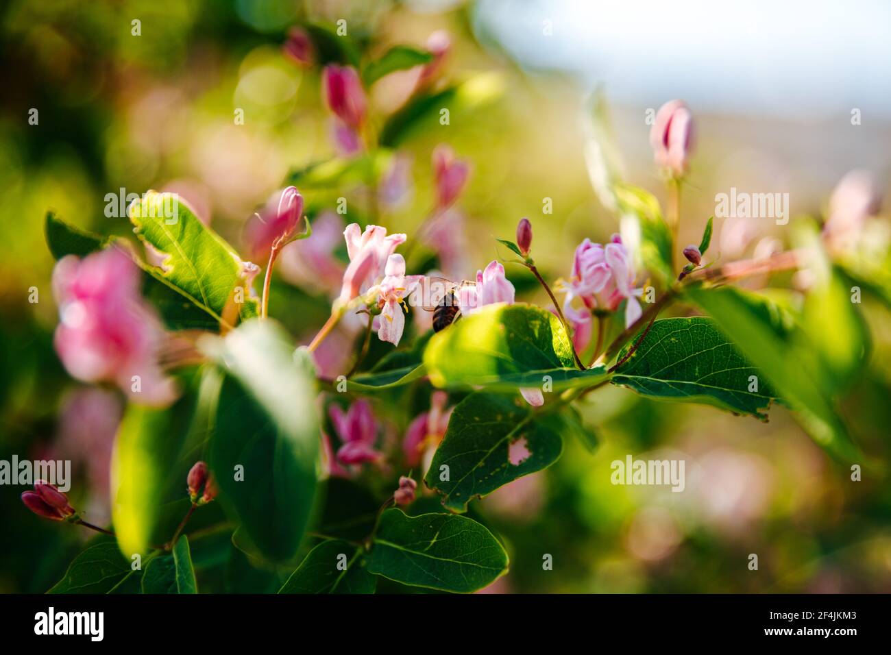 Kleine rosa Blüten mit grünen Blättern. Natürlicher Hintergrund. Stockfoto