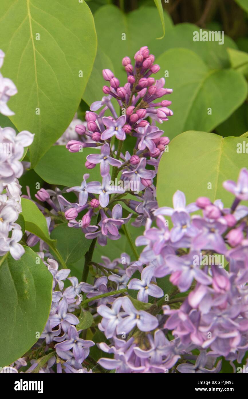 Blühender Flieder, Syringa vulgaris, wächst in meiner Gartenhecke. Stockfoto