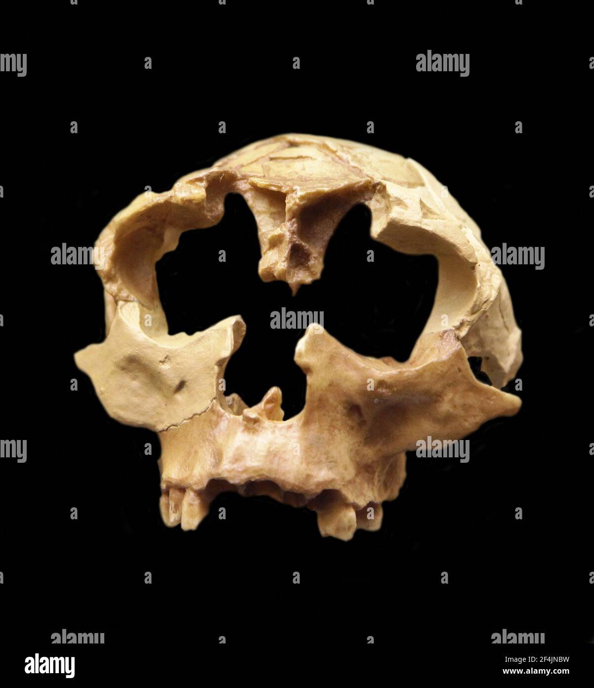 Homo Vorläufer Fossil.eine archaische menschliche Spezies des unteren Paläolithikums, in Westeuropa (Spanien, England und Frankreich) zwischen 1,2 Millionen und 0,8 Millionen Jahren (Mya) Stockfoto