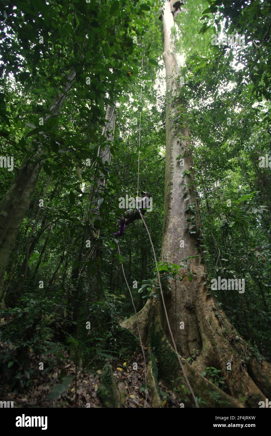 Ein Ökotouristenführer, der ein Seil hinaufsteigt, um eine Aussichtsplattform zu erreichen, die zur Förderung des Naturschutzes auf einem Baum in der Nähe von Sawai in North Seram, Central Maluku, Maluku, Indonesien gebaut wurde. Die Wiederherstellung oder Erhaltung von Land in seiner natürlichen Form ist im Allgemeinen wirtschaftlicher als die Umwandlung von Land für menschliche Aktivitäten wie Holzeinschlag oder Landwirtschaft, berichtet Inside Climate News am 13. März 2021 und sagt kühn: "Auf den meisten natürlichen Flächen ist die Entwicklung ein Geldloser." Stockfoto