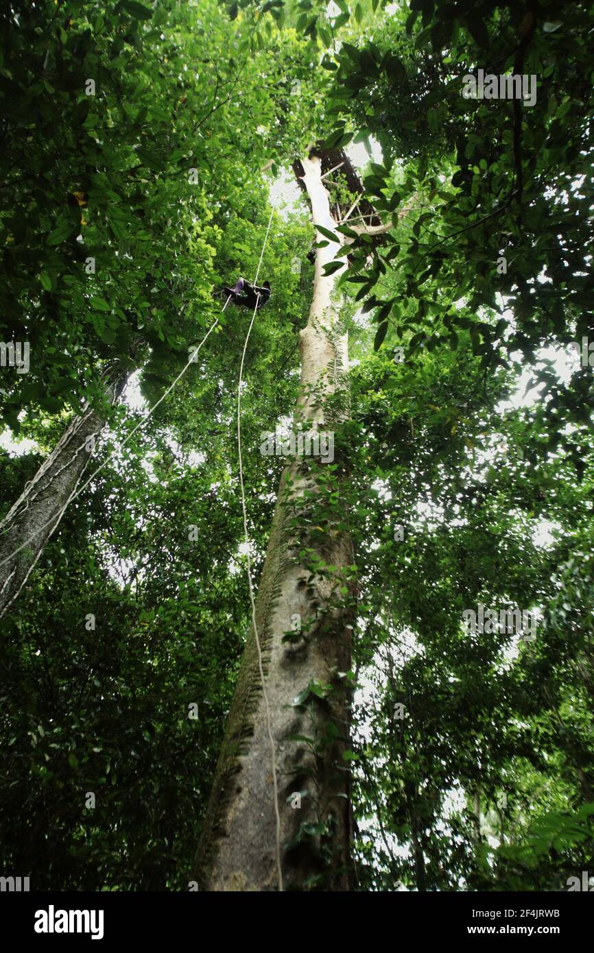 Ein Ökotouristenführer, der ein Seil hinaufsteigt, um eine Aussichtsplattform zu erreichen, die zur Förderung des Naturschutzes auf einem Baum in der Nähe von Sawai in North Seram, Central Maluku, Maluku, Indonesien gebaut wurde. Die Wiederherstellung oder Erhaltung von Land in seiner natürlichen Form ist im Allgemeinen wirtschaftlicher als die Umwandlung von Land für menschliche Aktivitäten wie Holzeinschlag oder Landwirtschaft, berichtet Inside Climate News am 13. März 2021 und sagt kühn: "Auf den meisten natürlichen Flächen ist die Entwicklung ein Geldloser." Stockfoto