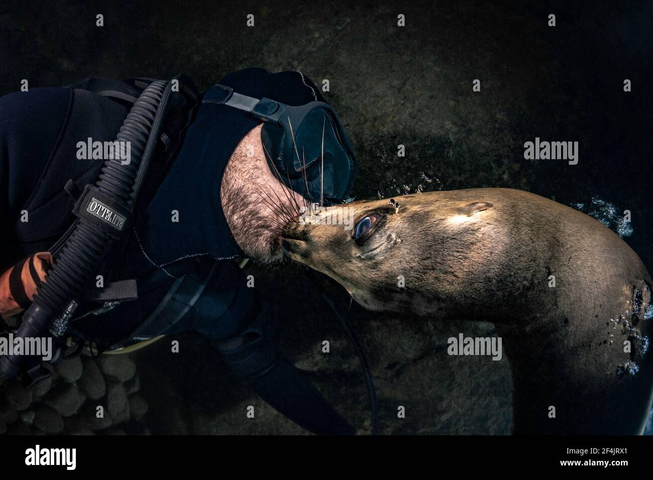 Scuba Diver küsst California Sea Lion in Los Islotes, La Paz, Baja California Sur, Mexiko Stockfoto