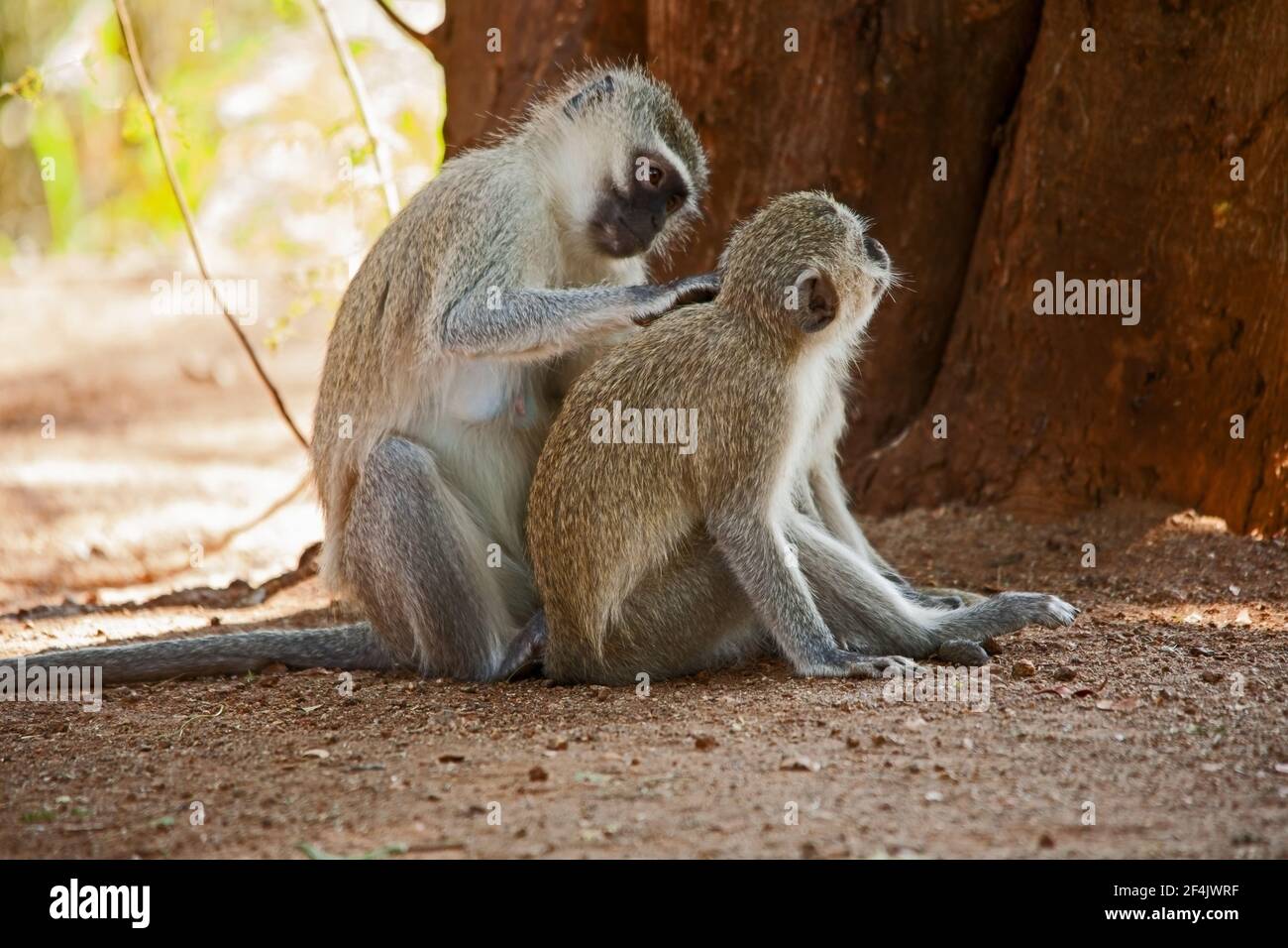 Vervet Monkeys Cercopithecus aethiops Grooming 10773 Stockfoto