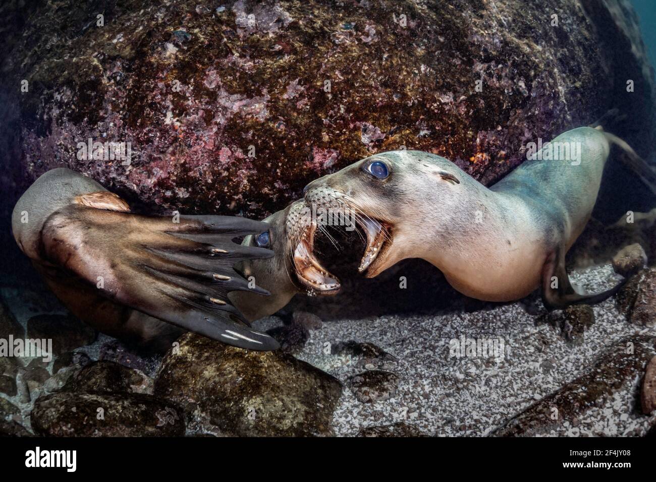 Kalifornische Seelöwen spielen Kämpfe in Los Islotes, La Paz, Baja California Sur, Mexiko Stockfoto