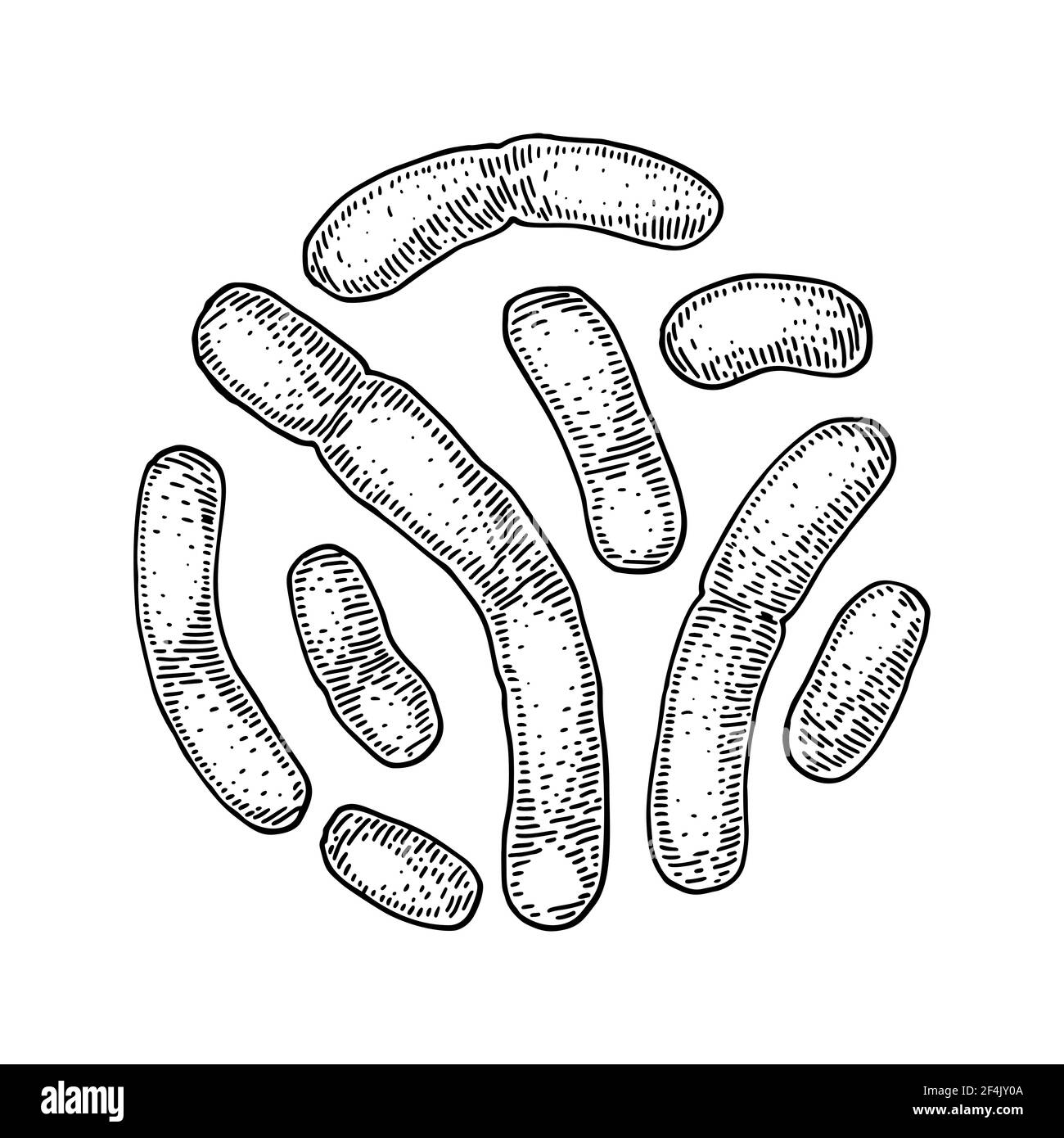 Von Hand gezogene probiotische Lactobacillus-Bakterien. Guter Mikroorganismus für die menschliche Gesundheit und Verdauung Regulierung. Vektorgrafik im Skizzenstil Stock Vektor