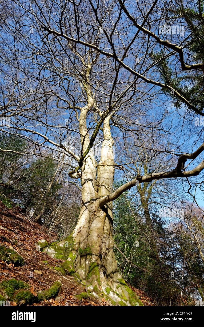 Europäische oder Gemeine Buche - Fagus sylvatica, großer Baum in steilen cotswold Wald im Winter Stockfoto