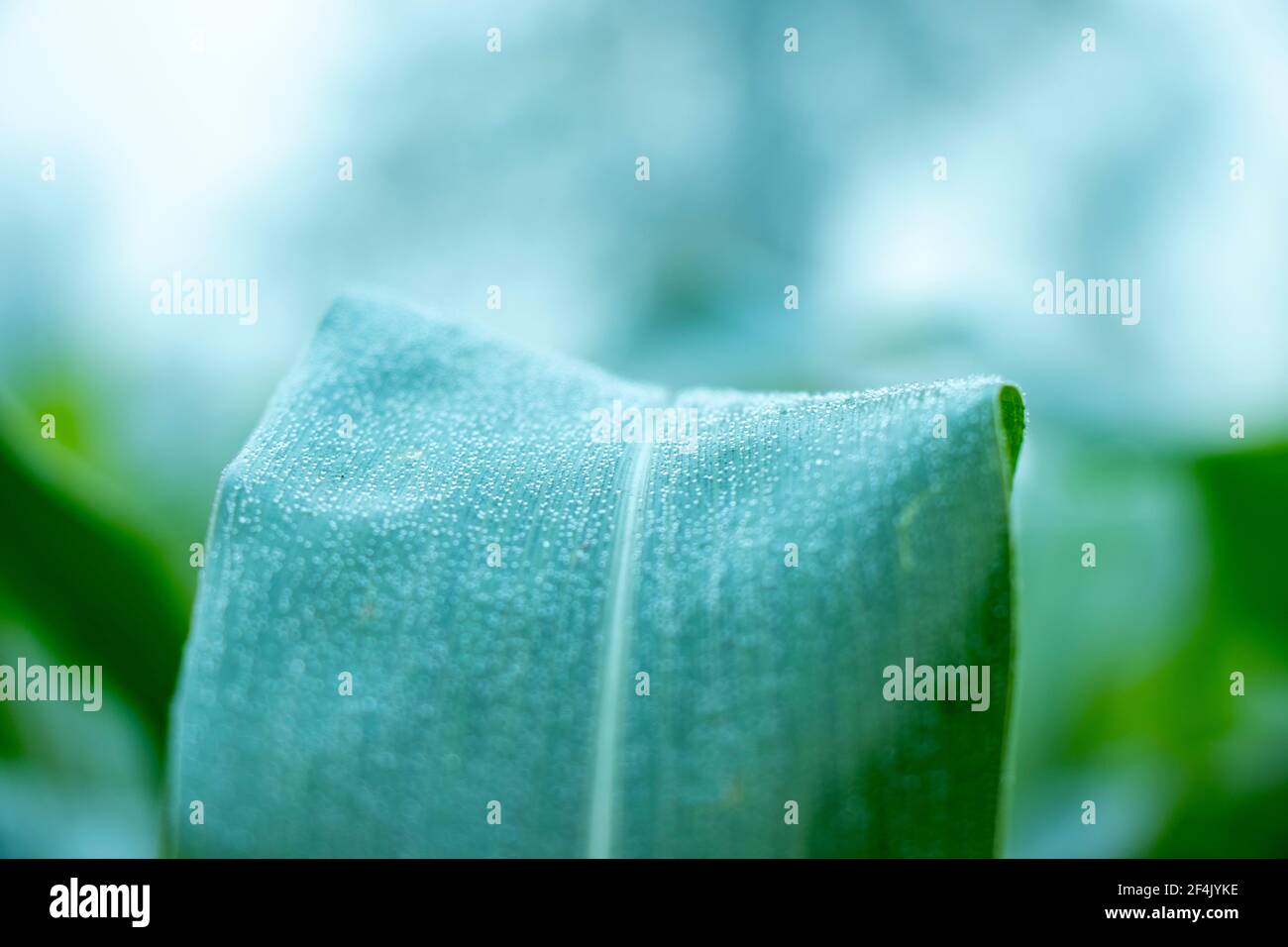 Wassertropfen auf Blatt mit Grün frischen Hintergrund, Maisfeld Landwirtschaft. Grüne Natur. Landwirtschaftliches Land Stockfoto