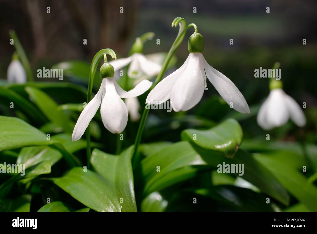 Seltene galanthus Fotos und Bildmaterial in hoher Auflösung Alamy