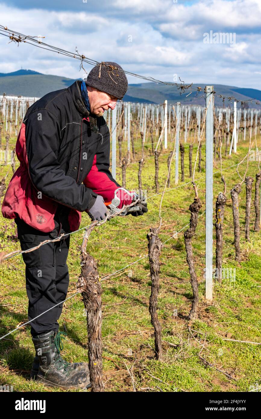 Ein junger Mann bindet Weinstöcke in einem Weinberg an Ein wolkig blauer Himmel Stockfoto