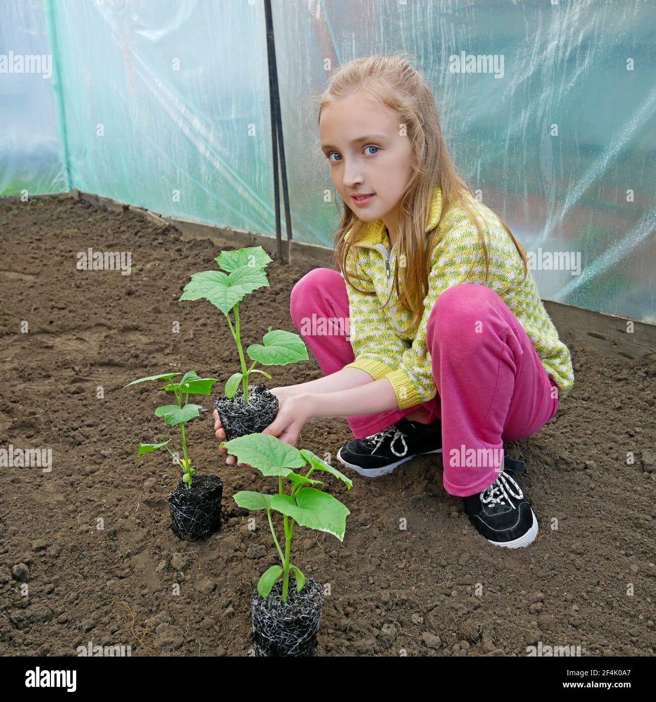 Schöne kaukasische blonde Mädchen im Gewächshaus hält eine Gurke Sämling vor dem Pflanzen in den Boden, Szene auf dem Hintergrund von Polyethylen-Film i Stockfoto