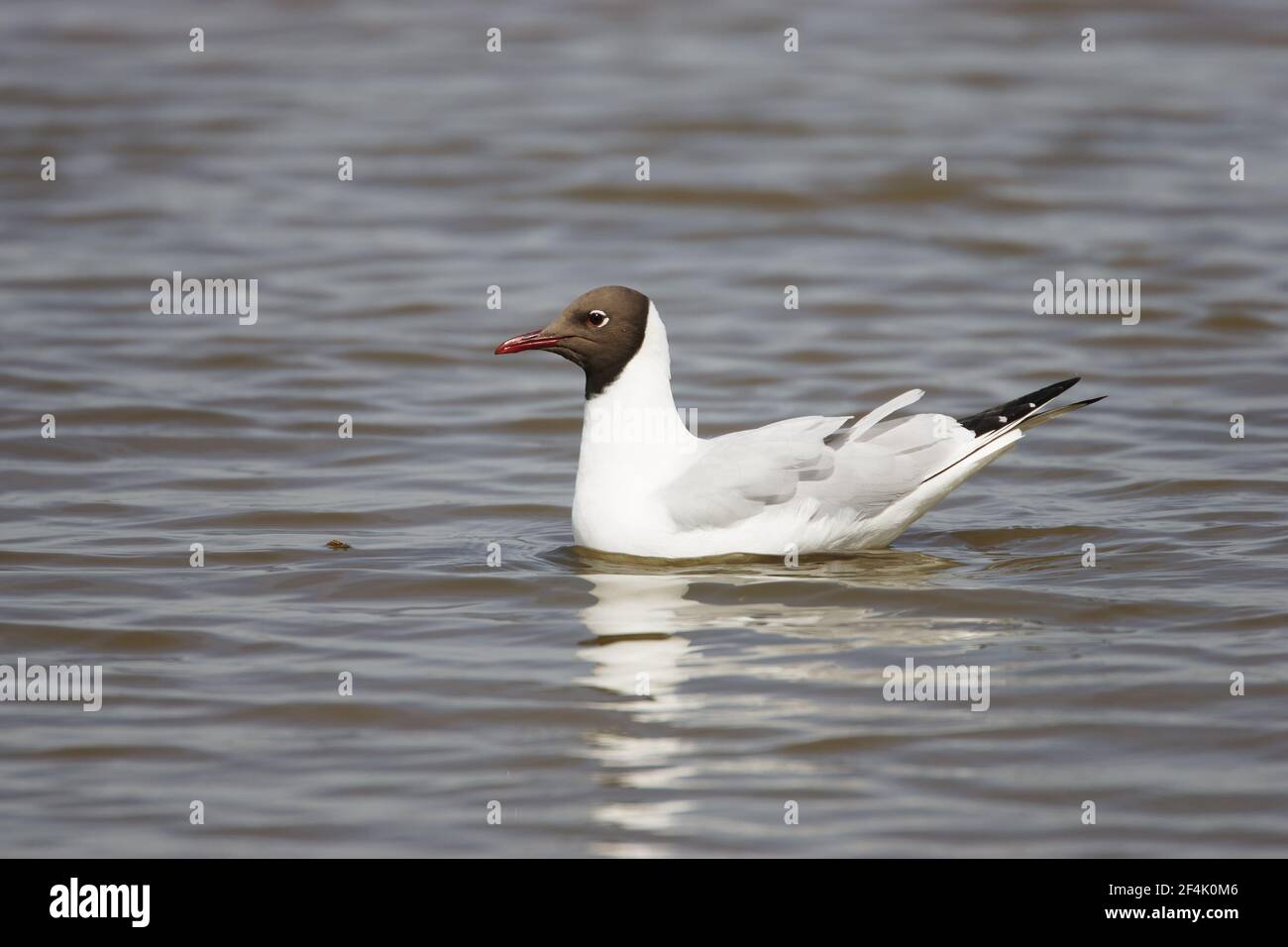 Black headed Gull (Larus ridibundus) Minsmere, Suffolk, UK BI002957 Stockfoto