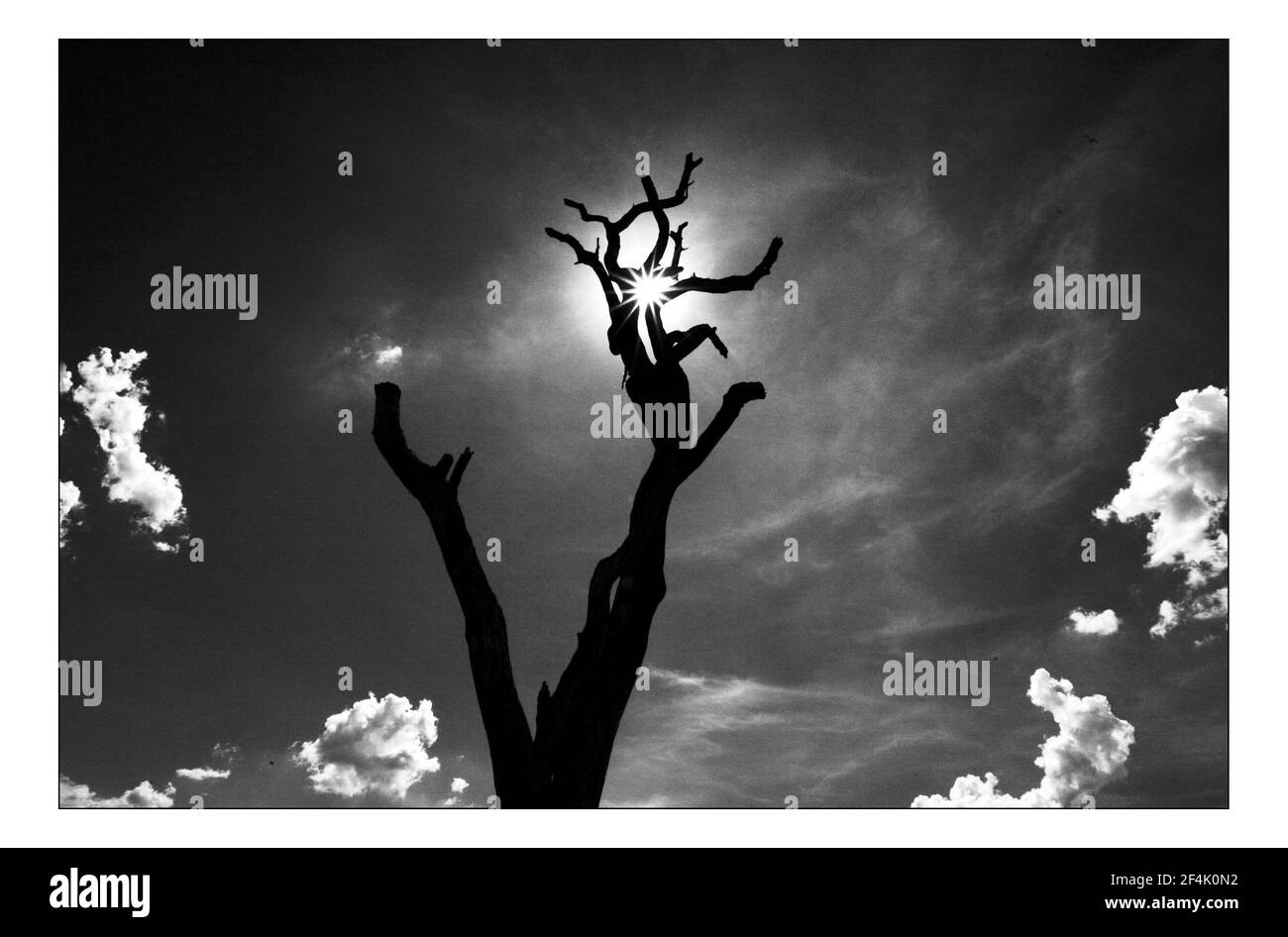 Unabhängiger Weihnachtsappellan...... Integrierte ländliche Entwicklung und Naturschutz (IRDNC) in Namibia.die trockene Wüstenlandschaft Namibias wartet auf die ersten Regenfälle der Saison. Ein klarer, bakeing blauer Himmel wird langsam in ein tiefes dunkelgrau gekocht, während die Wolken in Rollen. Der Regen stürmt und sobald knochentrockene Flüsse zum Leben erwacht. Foto von David Sandison November 2004 Stockfoto