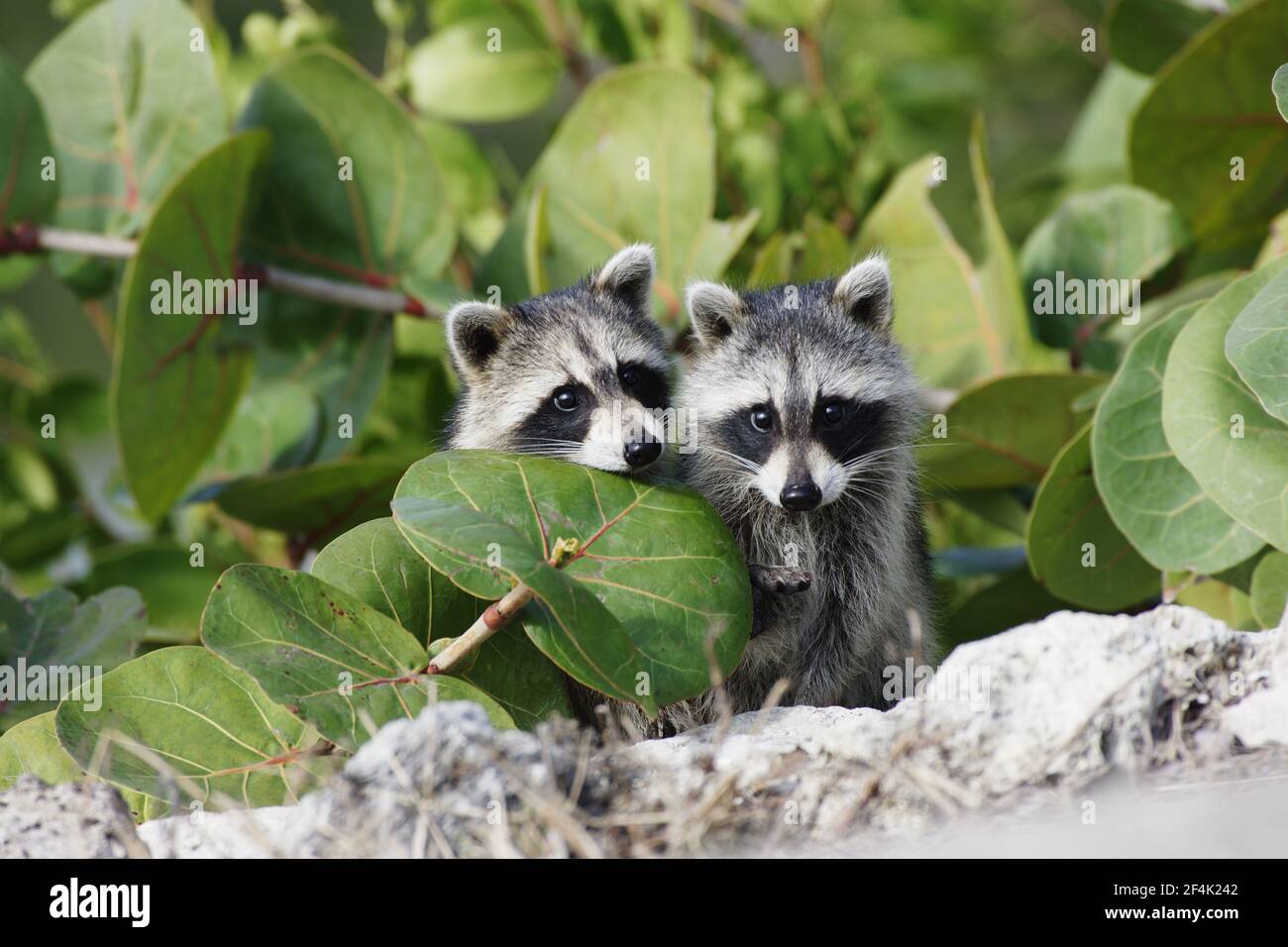 Racoon - Jungtiere (Procyon lotor) Ding Darling NWR, florida, USA MA000007 Stockfoto