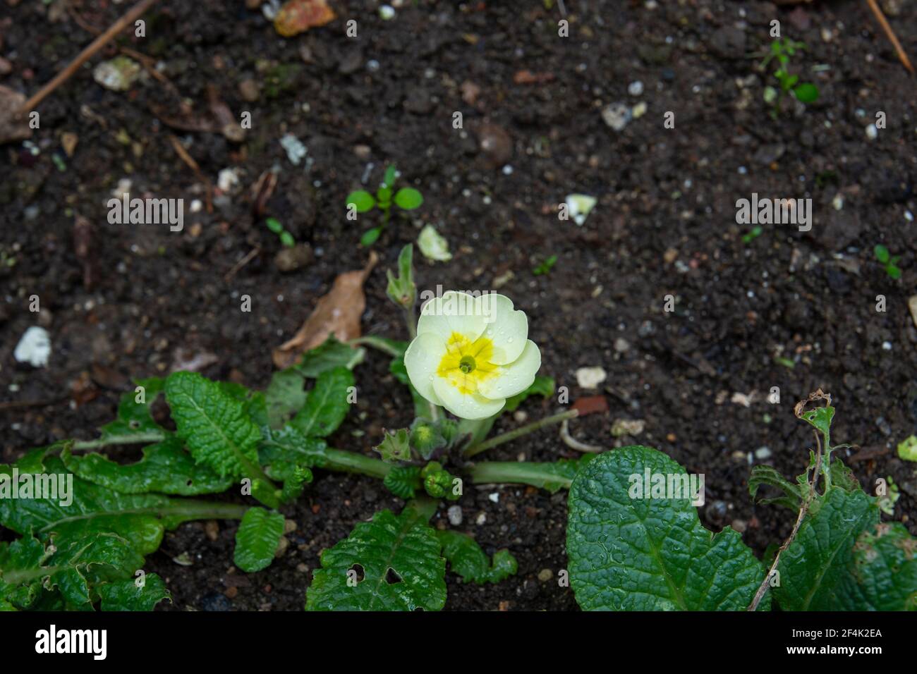 Primula vulgaris, eine gewöhnliche Primrose, ist eine blühende Pflanzenart in der Familie der Primulaceae, die in West- und Südeuropa, Nordwestafrika und Afrika beheimatet ist Stockfoto