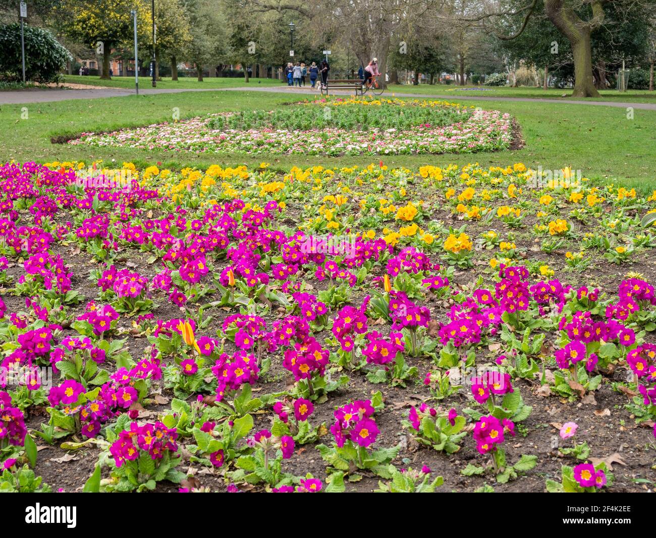 Farbenfrohe Frühjahrspflanzung von Primueln in einem Blumenbeet, Abington Park, Northampton, Großbritannien Stockfoto