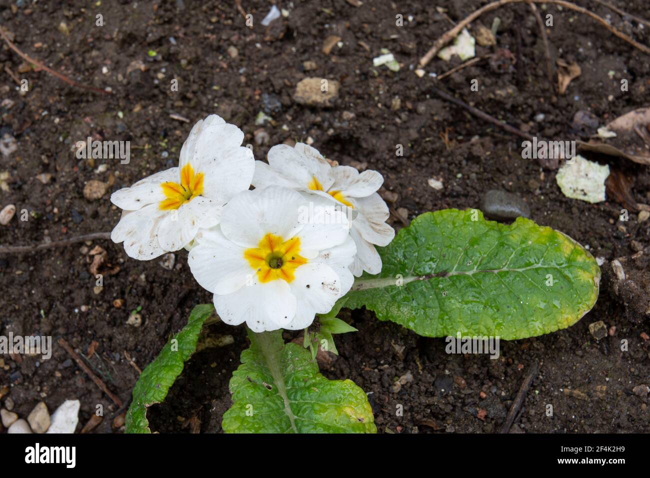 Primula vulgaris, eine gewöhnliche Primrose, ist eine blühende Pflanzenart in der Familie der Primulaceae, die in West- und Südeuropa, Nordwestafrika und Afrika beheimatet ist Stockfoto