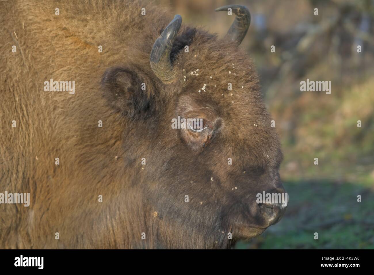 Wisent oder Europäischer Bison (Bos bonasus), Heinz Sielmanns Naturlandschaft, Döberitzer Heide, Wustermark, Brandenburg, Deutschland Stockfoto