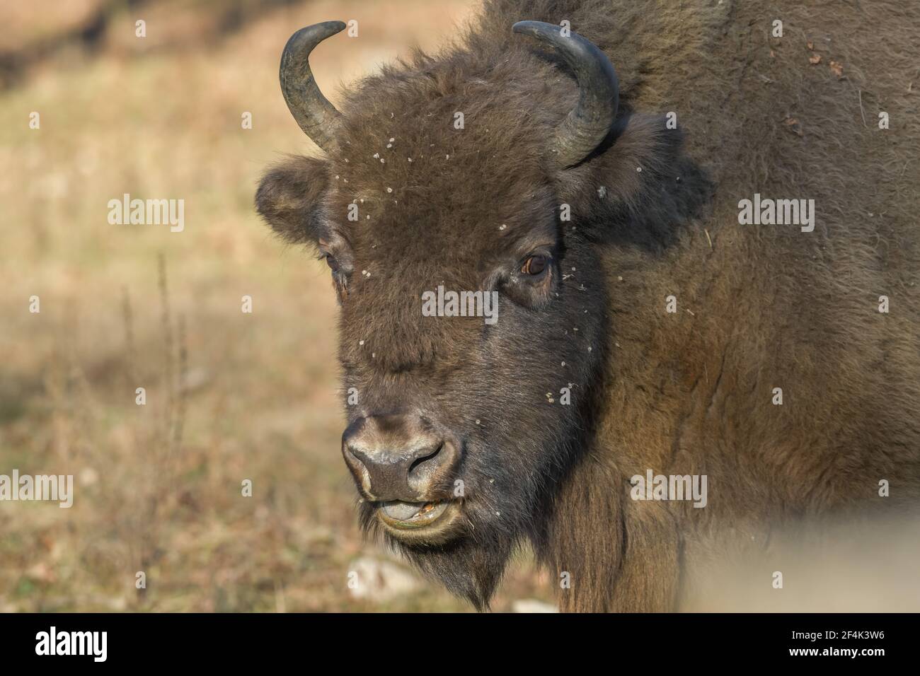 Wisent oder Europäischer Bison (Bos bonasus), Heinz Sielmanns Naturlandschaft, Döberitzer Heide, Wustermark, Brandenburg, Deutschland Stockfoto