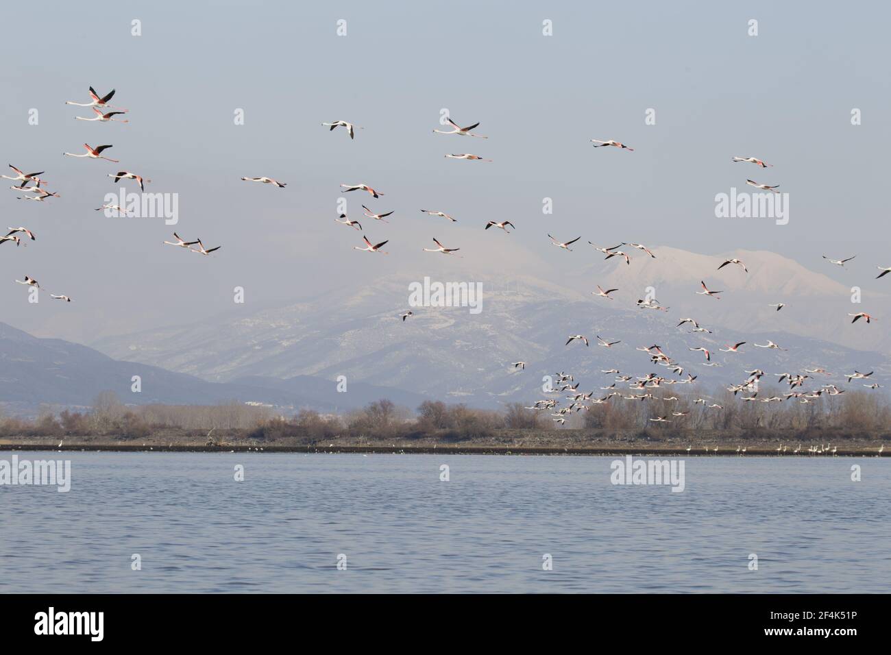 Rosaflamingo - überwinternden Herde im Flug über See Phoenicopterus Ruber See Kerkini Griechenland BI021973 Stockfoto