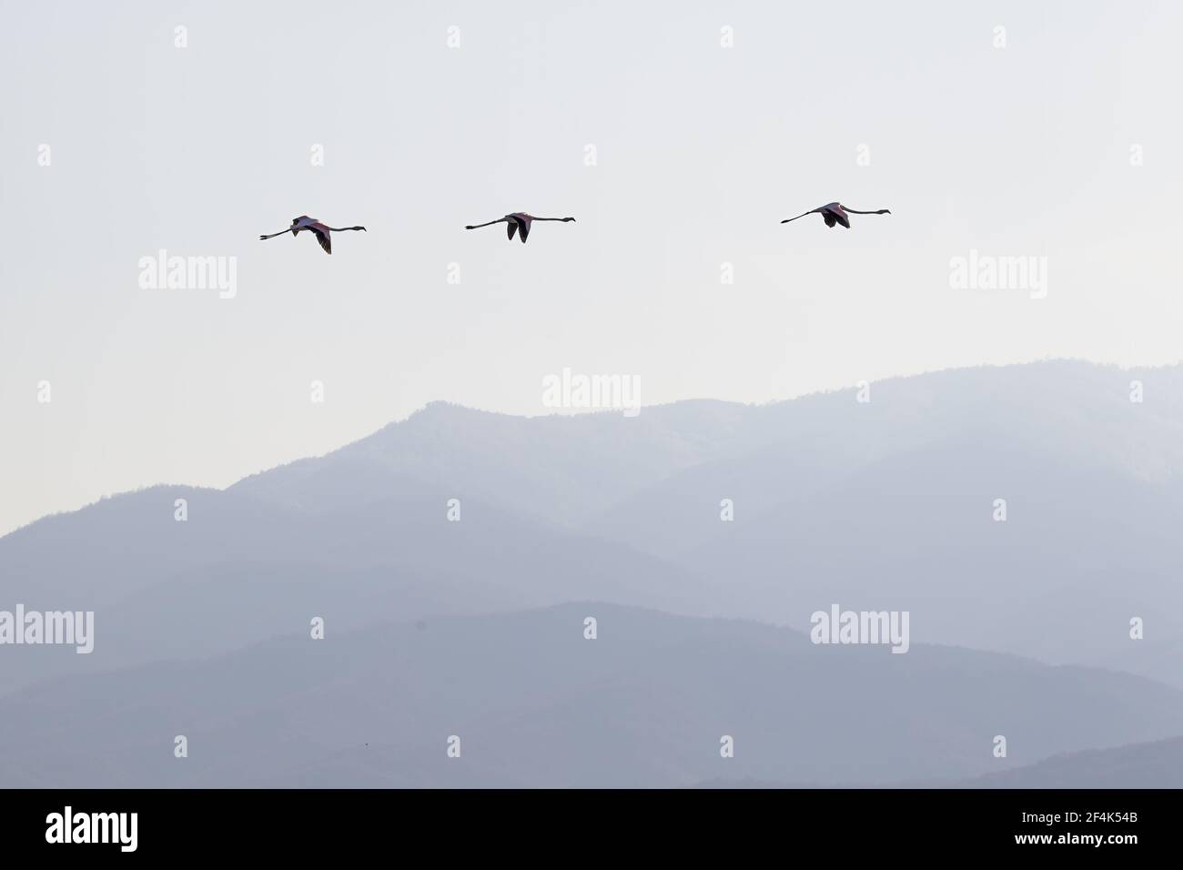 Rosaflamingo - überwinternden Herde im Flug über Hügel Phoenicopterus Ruber See Kerkini Griechenland BI021998 Stockfoto
