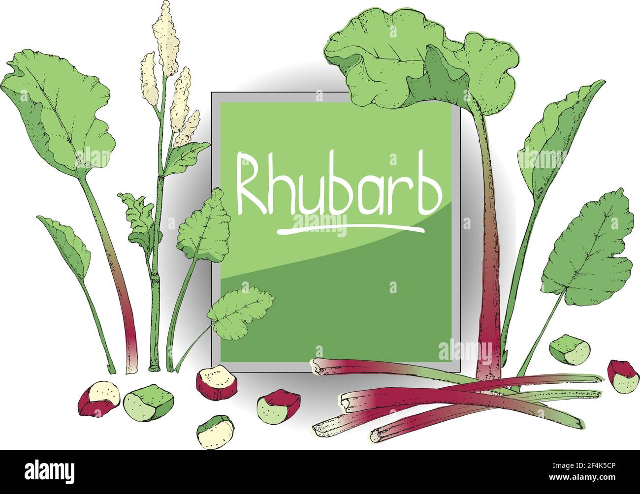 Gemüsevektor-Set mit Rhabarber. Frische Piepflanze mit grünen Blättern, grünen und roten Stielen, weißen und hellgelben Blüten, ganz und in Stücke geschnitten. Stock Vektor