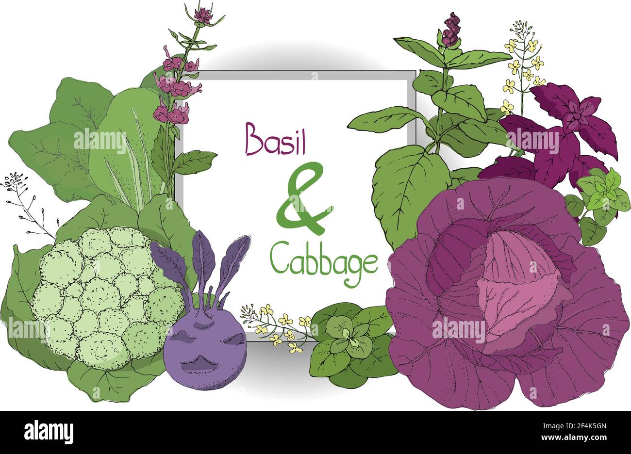 Vector Set mit Basilikum und Kohl. Grünes und violettes Zimt-Basilikum, italienisches Basilikum mit Blättern und Blüten. Rotkohl, Blumenkohl, chinakohl Stock Vektor