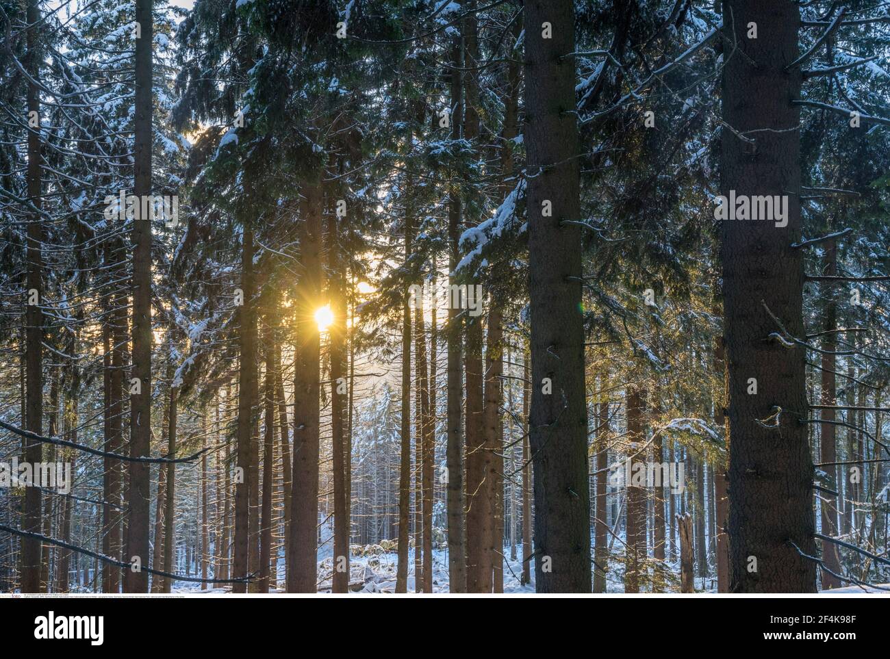 Geographie / Reisen, Deutschland, Sachsen-Anhalt, Nationalpark Harz, Nationalpark Harz im wi, Zusatz-Rechteklärung-Info-nicht-verfügbar Stockfoto