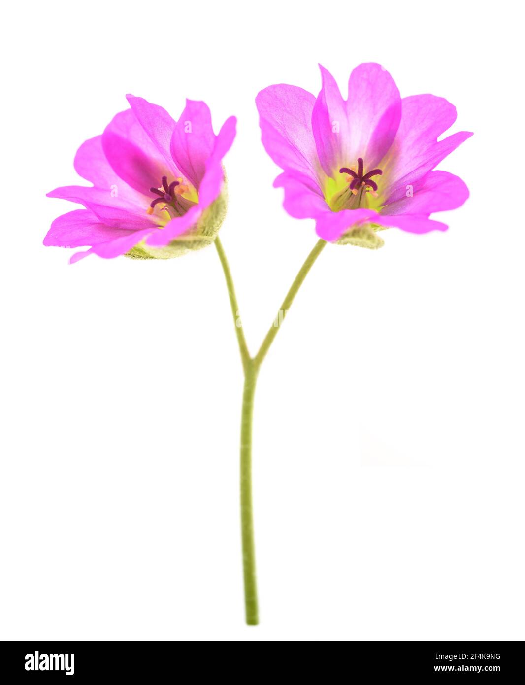 Dovesfoot Geranie isoliert auf weißem Hintergrund Stockfoto