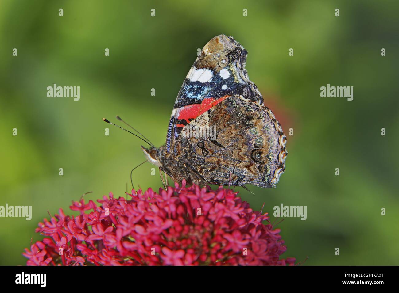 Rotadmiral - Fütterung auf Baldrian-BlühVenessa atalanta Essex, UK IN000987 Stockfoto