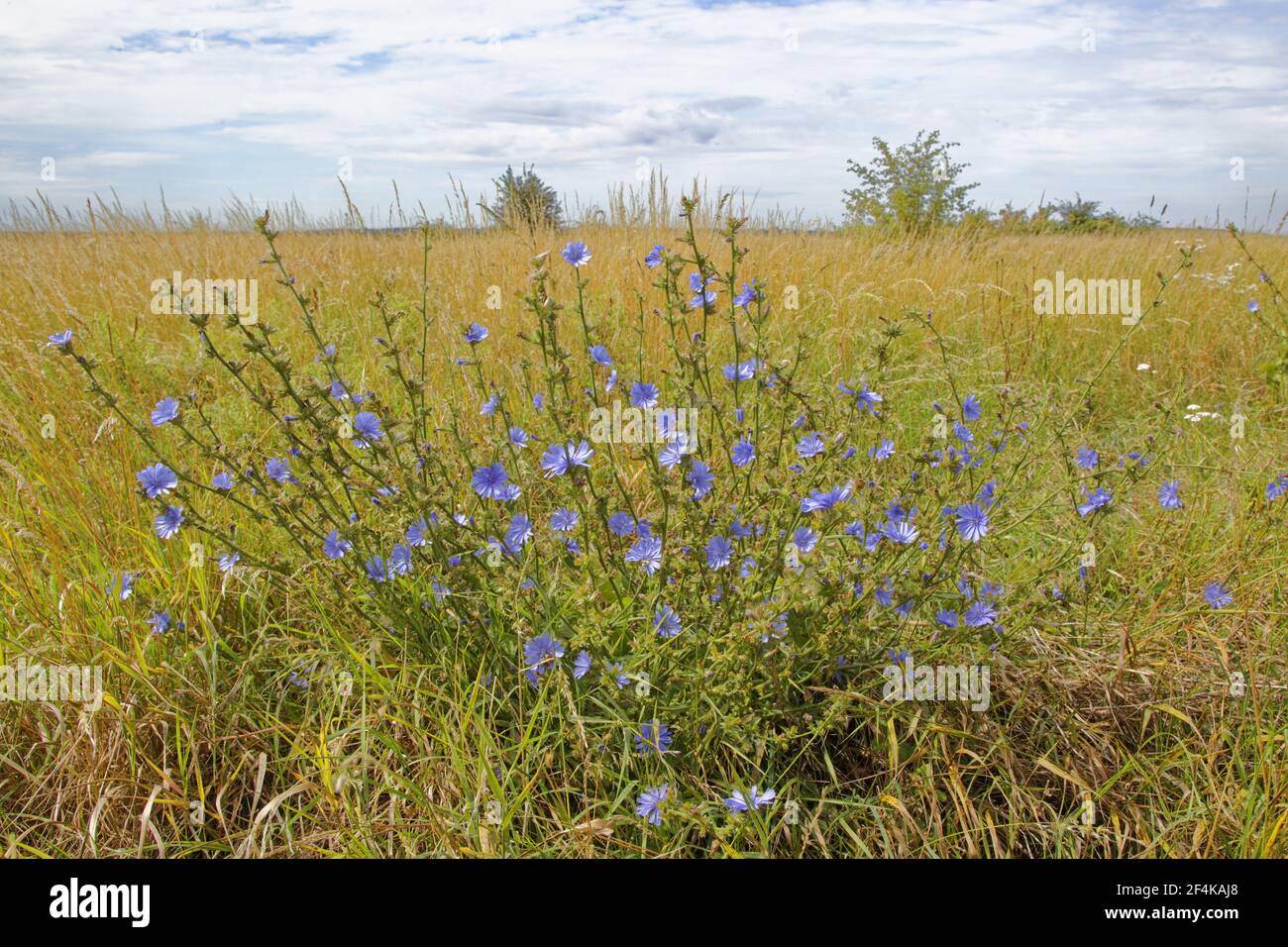 Gewöhnlicher ChicoryCichorium intybus Rainham Marshes RSPB Reserve Essex, UK PL002160 Stockfoto