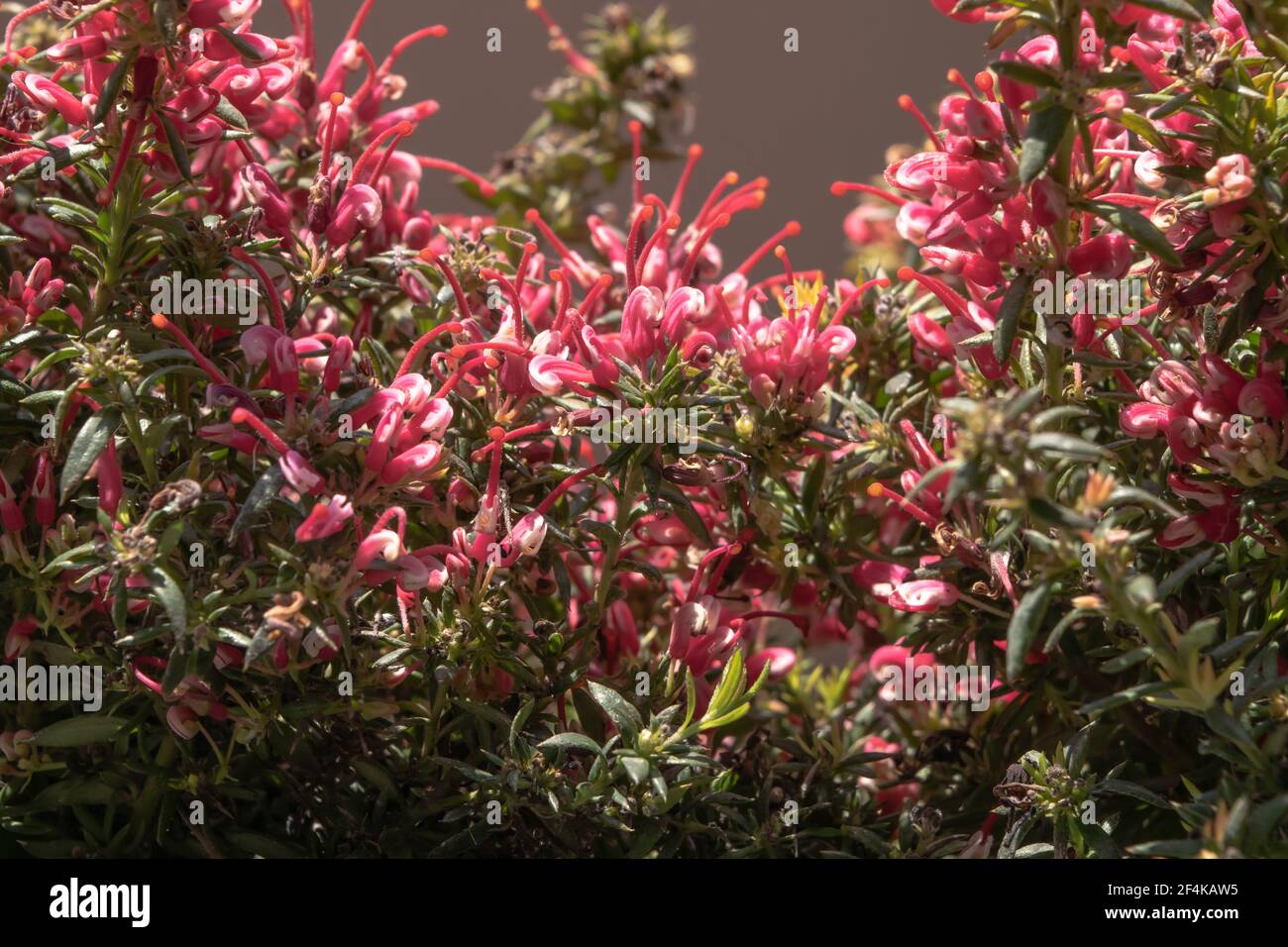 Nahaufnahme einer wunderbaren Pflanze von Justicia carnea, mit ihren charakteristischen bunten Blumen. Stockfoto