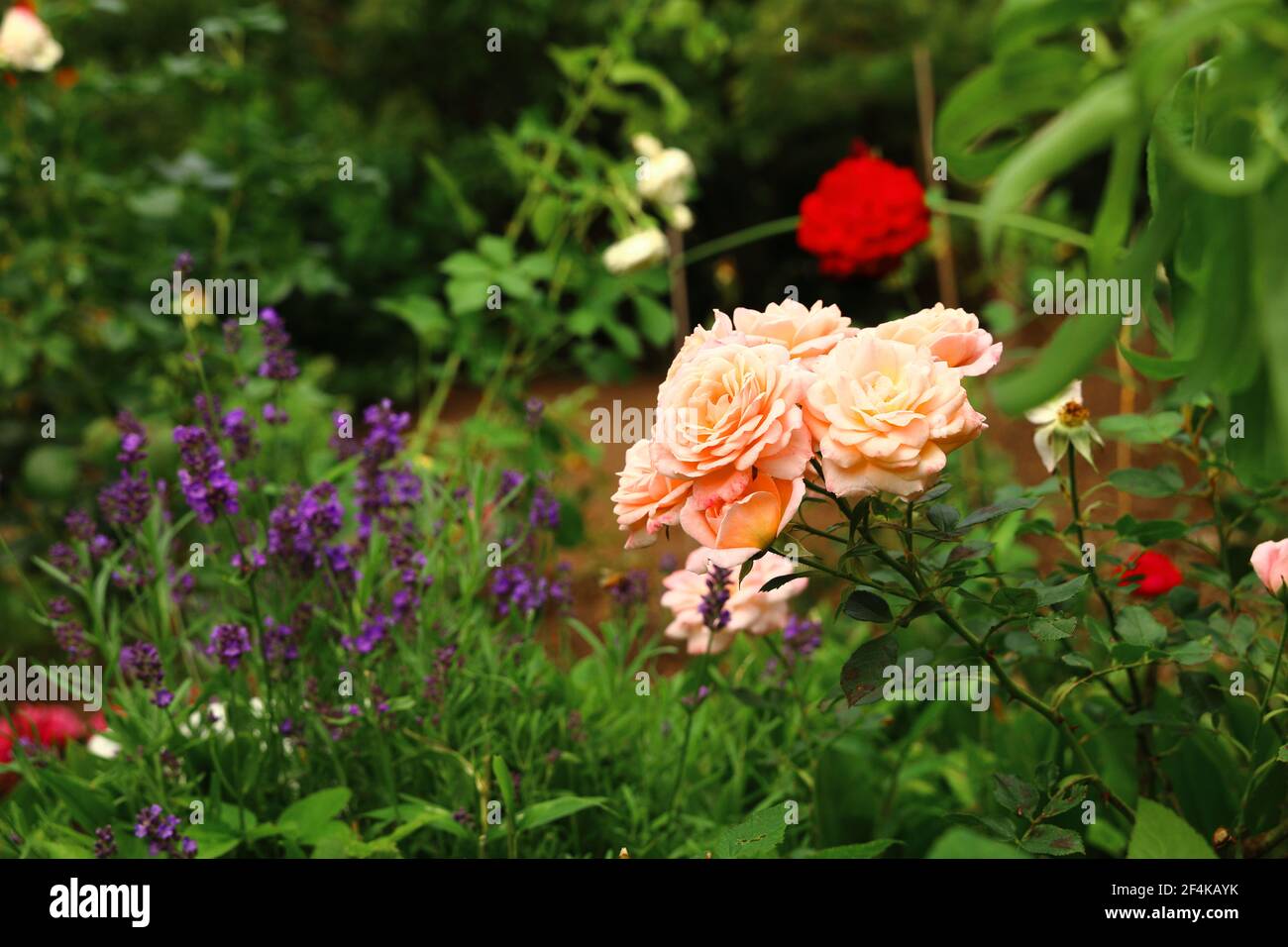 Farbenfroher Rosengarten Stockfoto