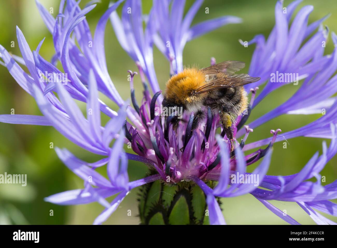 Ackerhummel, Acker-Hummel, Hummel, Weibchen, Blütenbesuch, Bombus pascuorum, Bombus agrorum, Megabombus pascuorum floralis, Gemeine Carderbiene, Carder Stockfoto