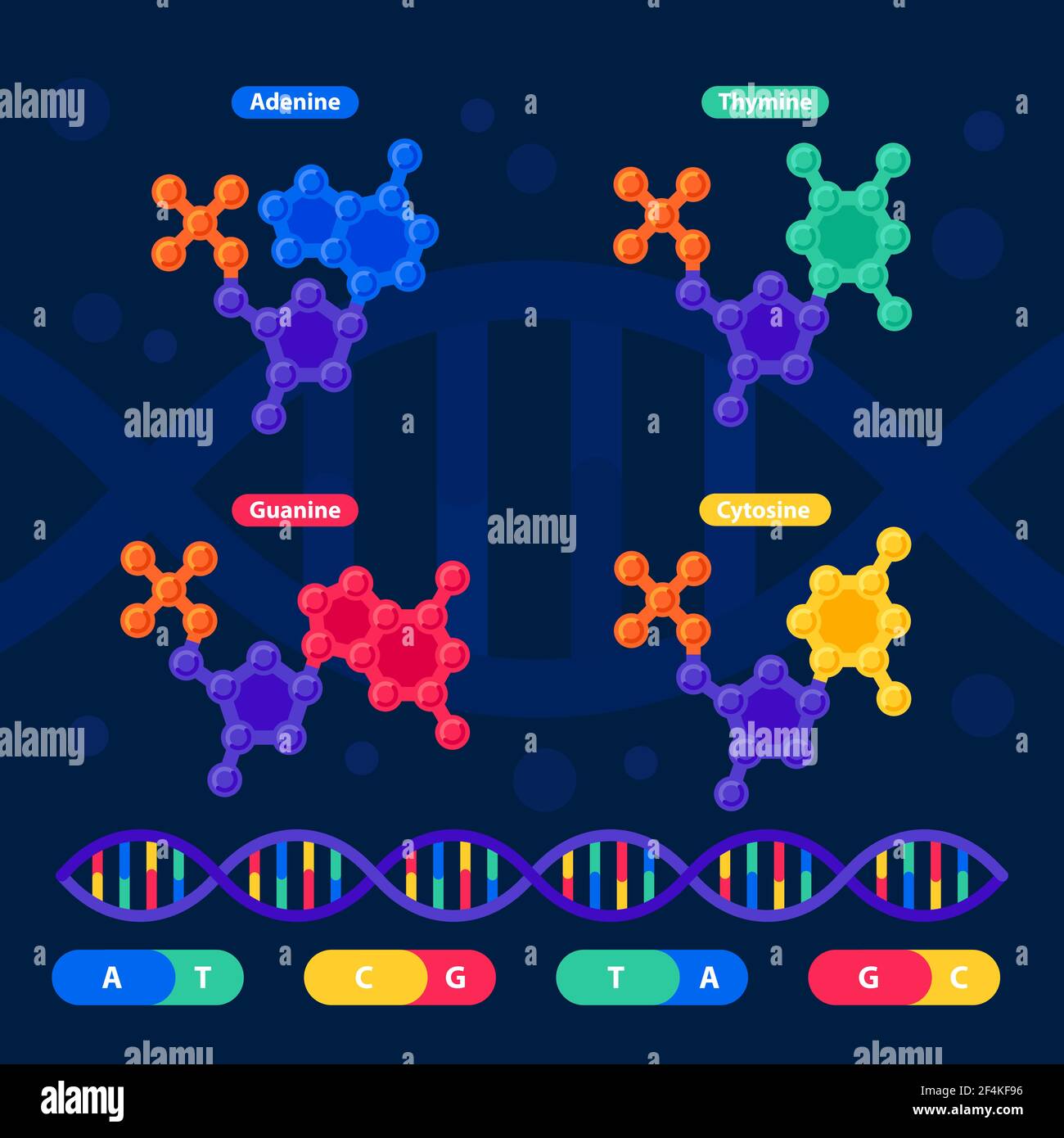 DNA-Struktur, Genomsequenzierung Konzept. Nanotechnologie und Biochemie Labor. Molecule Helix von dna, Genom oder Genstruktur. Humangenom PR Stock Vektor