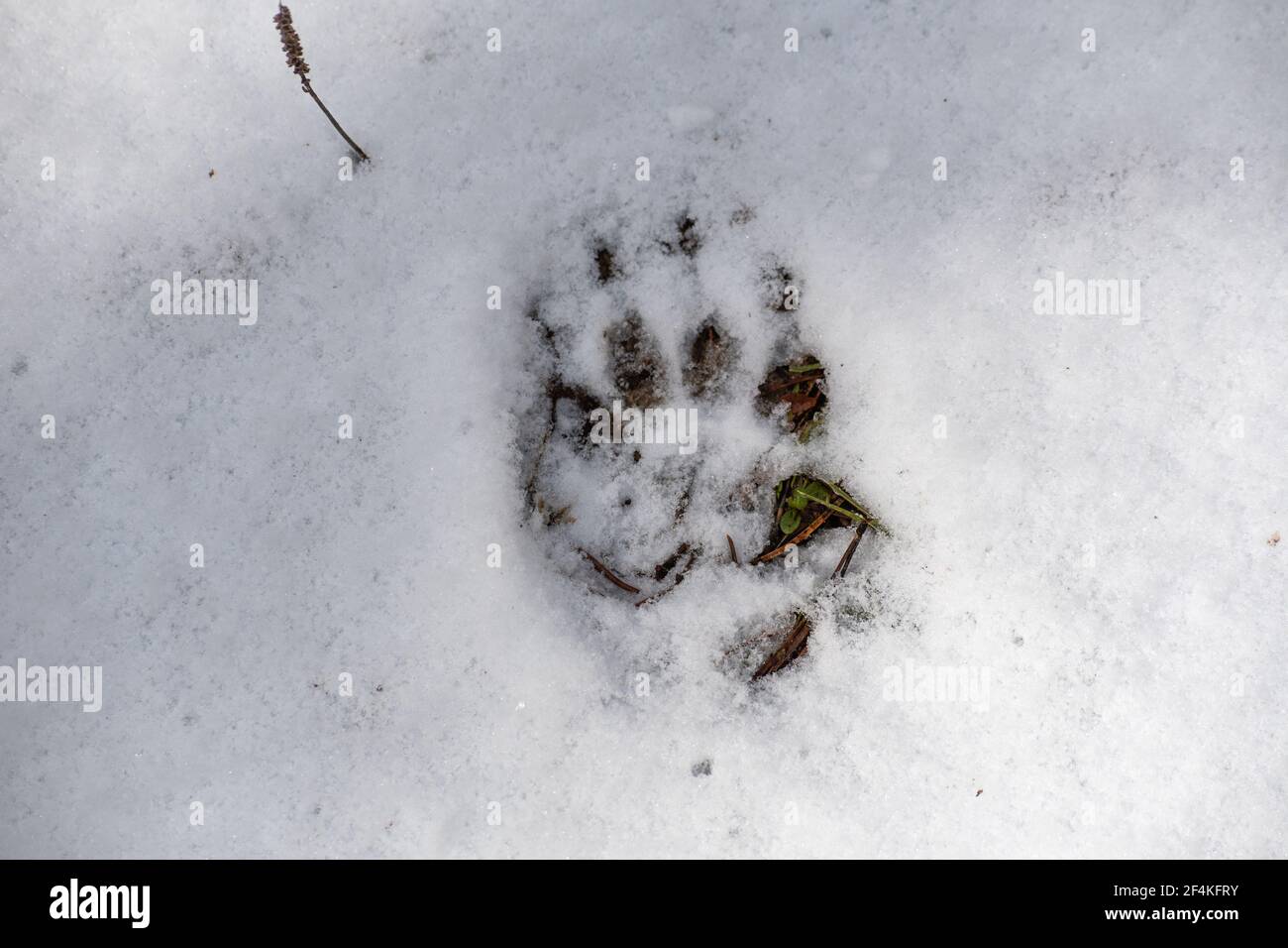 Dachs Fußabdruck im Schnee im Winter oder Frühjahr im Wald oder Wald, aus der Nähe Stockfoto