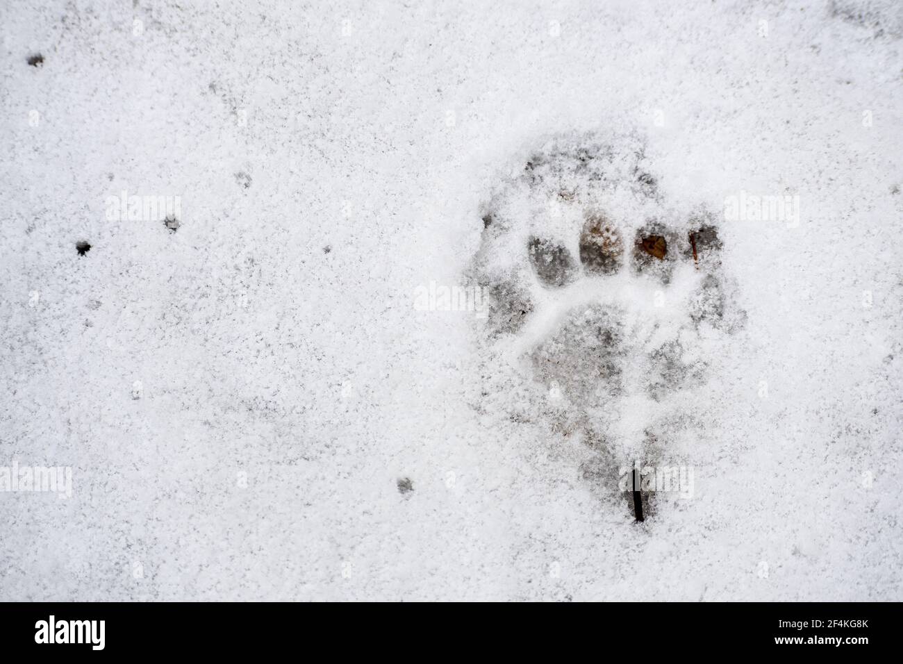 Dachs Fußabdruck im Schnee im Winter oder Frühjahr im Wald oder Wald, aus der Nähe Stockfoto