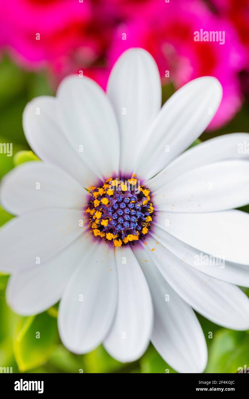 Weiße Blume von osteospermum blüht aus nächster Nähe Stockfoto