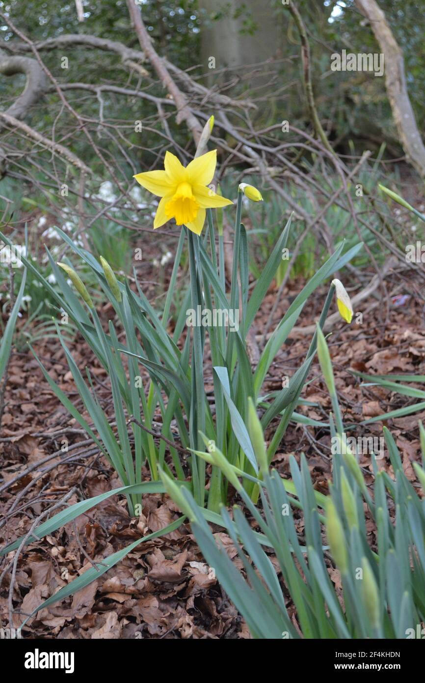 Single Open Daffodil Unter Anderem Narzissen - Gelbe Blume Mit Corona Trumpet Shaped Center - Amaryllis Family - Growing Wild Woodland - Großbritannien Stockfoto
