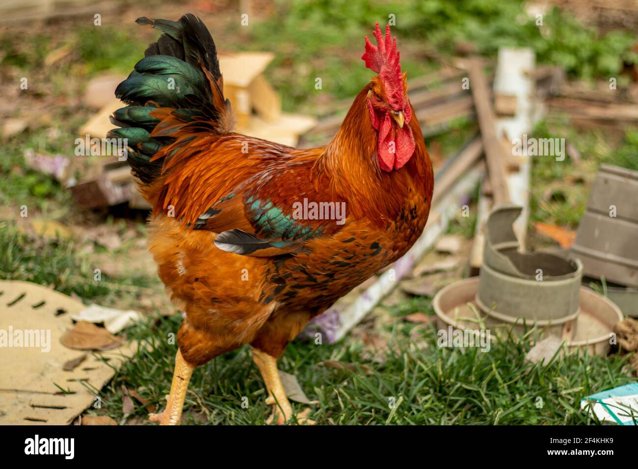 Eine große Rasse von Hahn in goldenem Rot und Schwarz Die magentafarbenen Farben betrachten die Lebensmittel Stockfoto