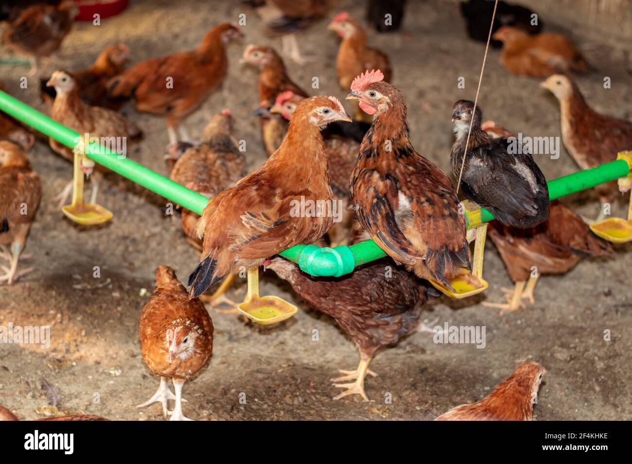 Eine riesige Farm von goldenen Rasse Hühner und Hähne hat Auf wissenschaftliche Weise entwickelt wurden Stockfoto