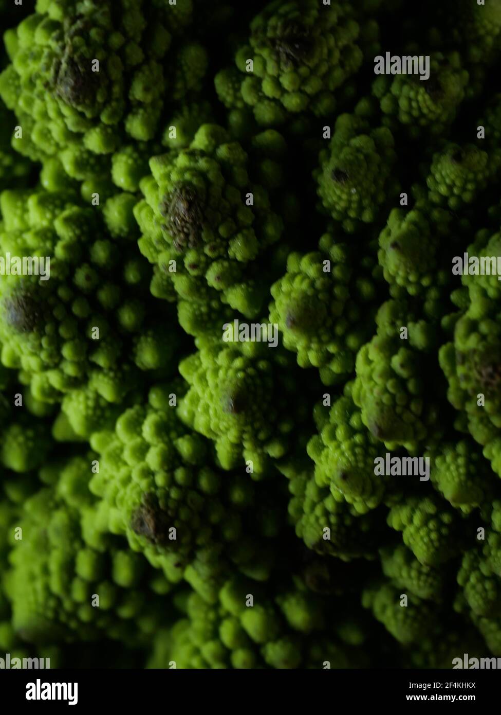 Brokkoli Romanesco Kohl (oder römischen Blumenkohl) Stockfoto