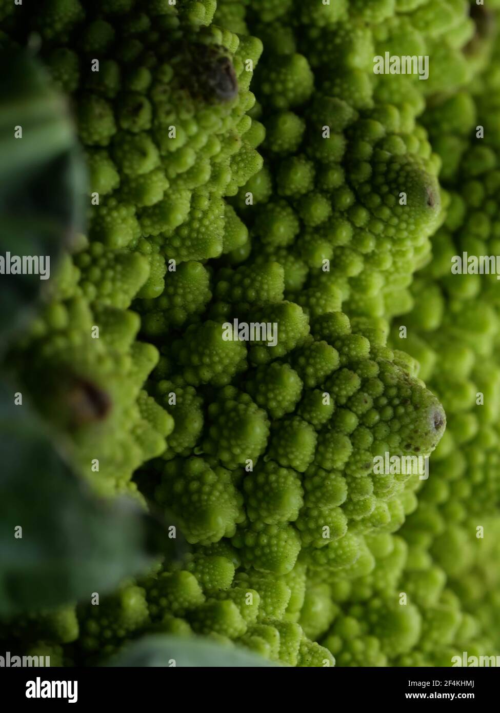 Brokkoli Romanesco Kohl (oder römischen Blumenkohl) Stockfoto