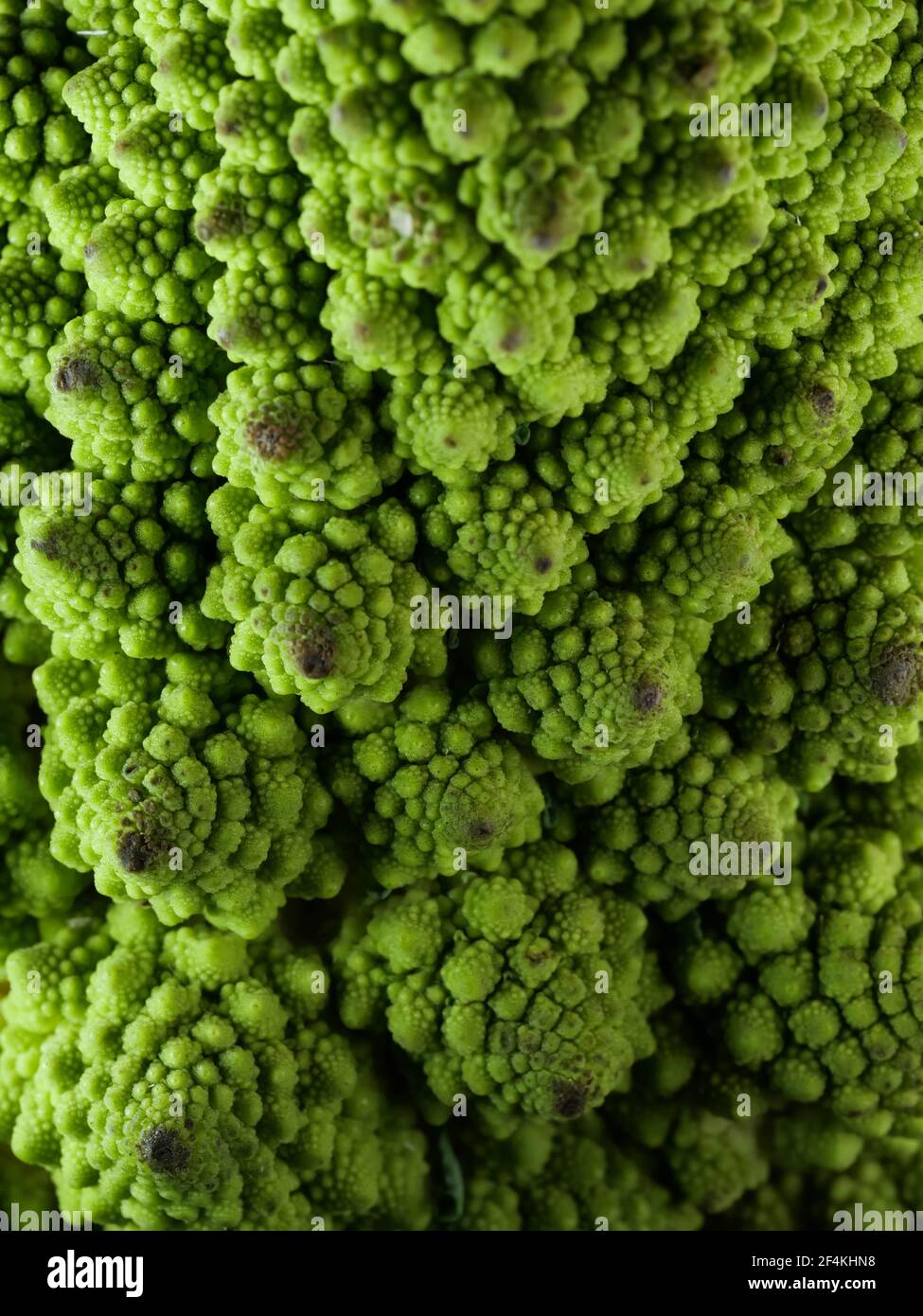 Brokkoli Romanesco Kohl (oder römischen Blumenkohl) Stockfoto