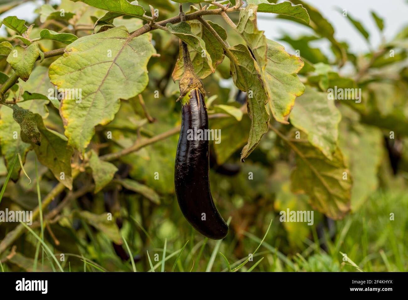 Schwarze Schönheit Aubergine trägt viele klassisch geformte und Farben wie glänzend, lila-schwarz, etc, als eine der beliebtesten Sorten Stockfoto